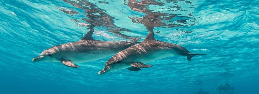 Toxoplasma kills Hawaiian dolphins