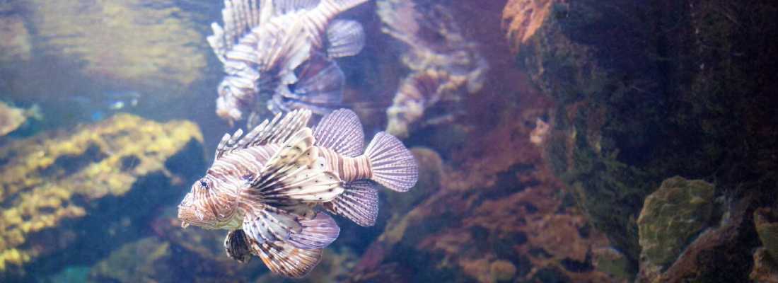 Lionfish facts